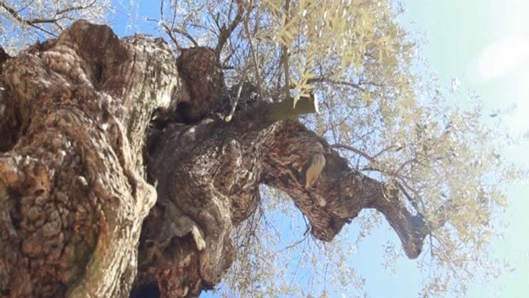 L’hivern càlid i la sequera preocupen la pagesia de l’Ebre El cultiu de l'olivera subjecte al temps