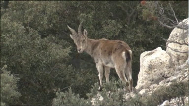 La població de Capra pyrenaica amenaçada pel brot de sarna