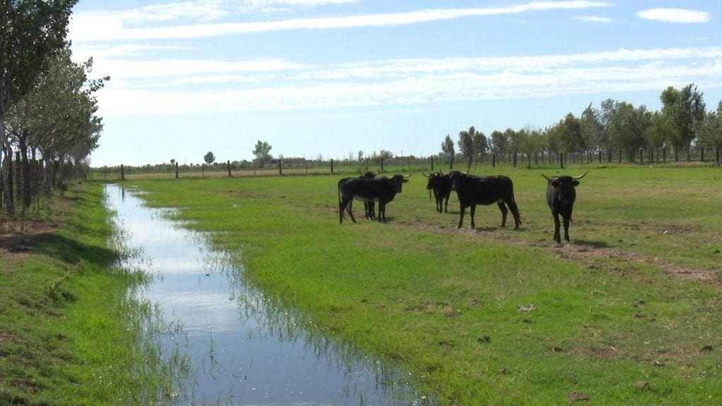 Braus a la finca de Les Olles de l'Ampolla