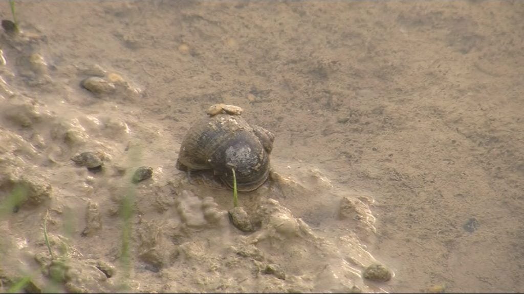 Noves accions per acabar amb el cargol maçana a l’Ebre Noves accions per acabar amb el cargol maçana a l'Ebre