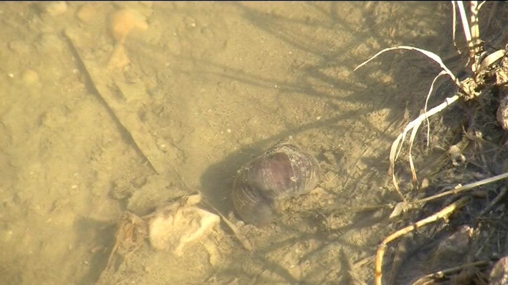 Noves inversions per lluitar contra el cargol maçana i mantenir la biodiversitat al Delta de l'Ebre