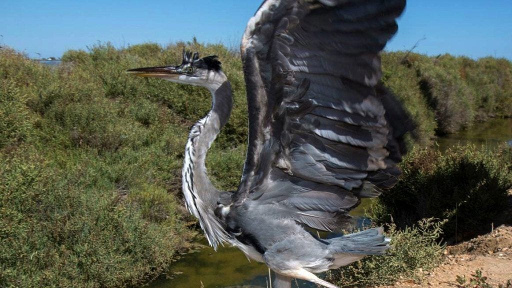 Foto: Món Natura Delta