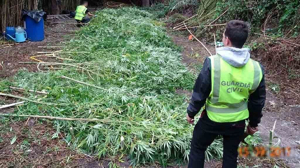 Detenen un veí d’Amposta per cultivar més de 500 plantes de marihuana Foto: Cedida