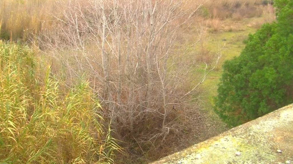 Queixes per no desbrossar els barrancs del Massís del Port