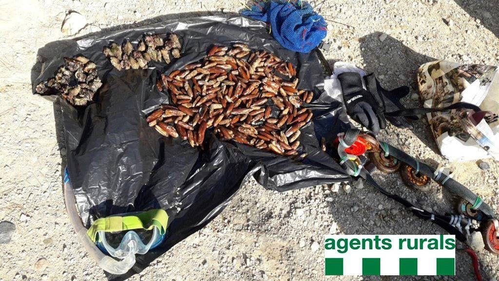 Dàtils de mar comissats pels Agents Rurals al Perelló / ACN