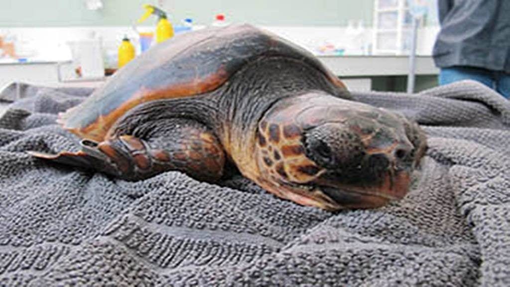 Tortuga babaua rescatada a Sitges fa unes setmanes, ara en tractament a la Fundació CRAM.