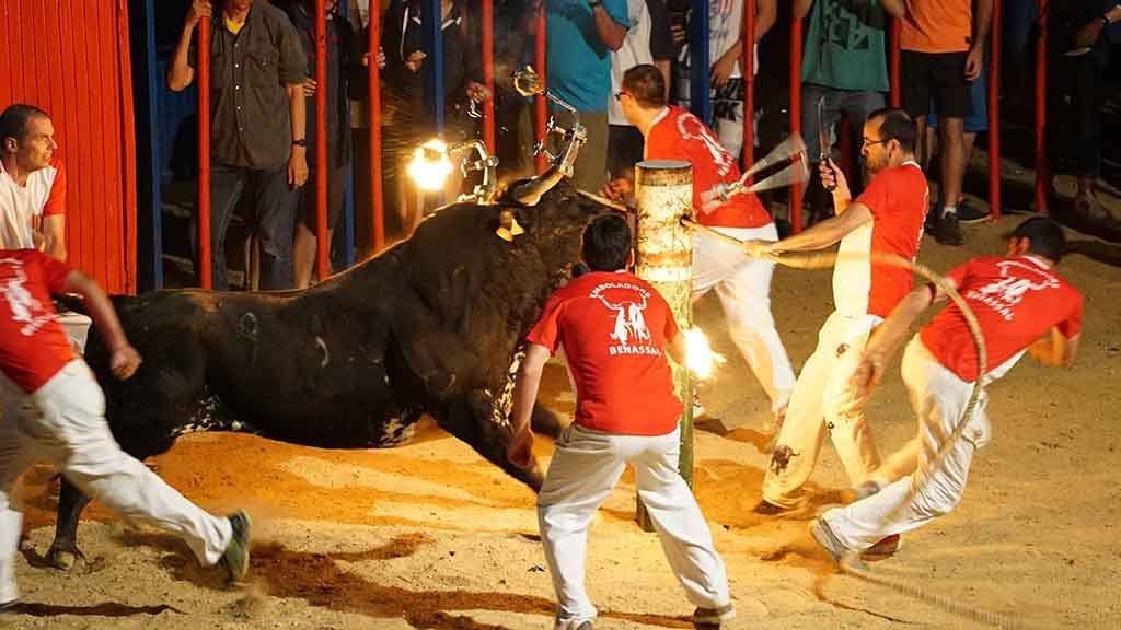 Concurs de bous embolats de Sant Jaume/ Cedida