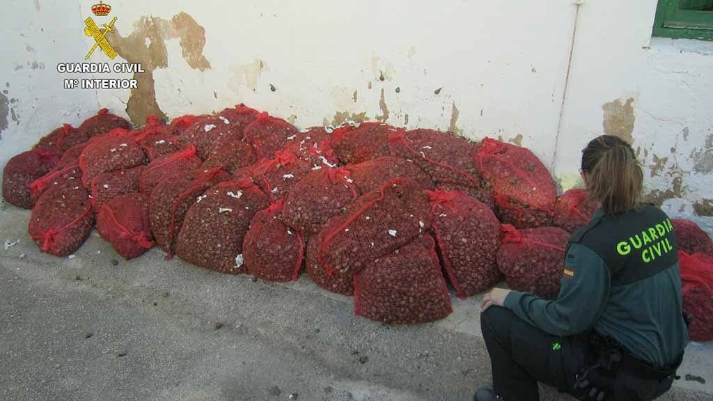 Intercepten una furgoneta amb més de 800 quilos de caragols silvestres no aptes per consum humà