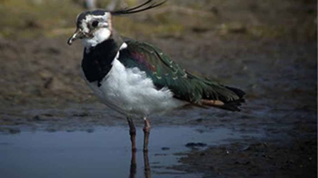 Fredeluga (Vanellus vanellus), una de les espècies de limícoles més afectades per l'assecament hivernal dels arrossars /David Bigas.