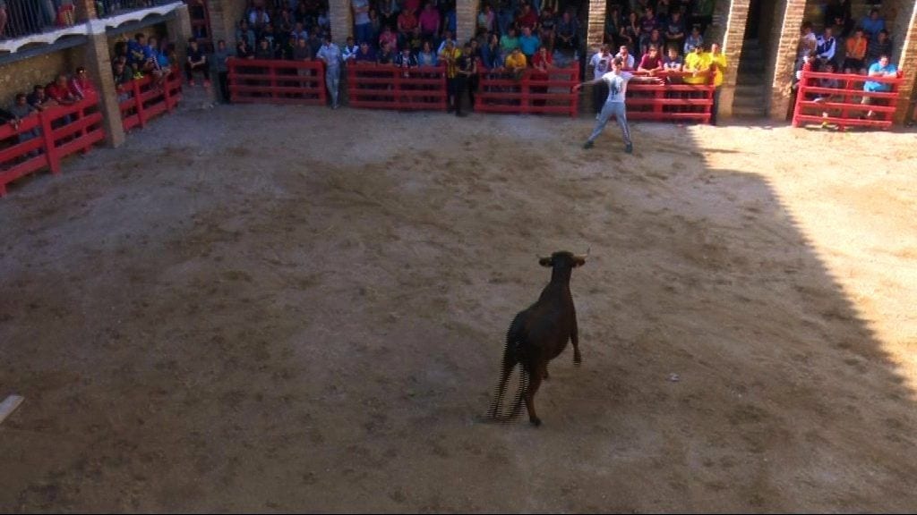 Un bou a la plaça de l'Aldea durant les festes