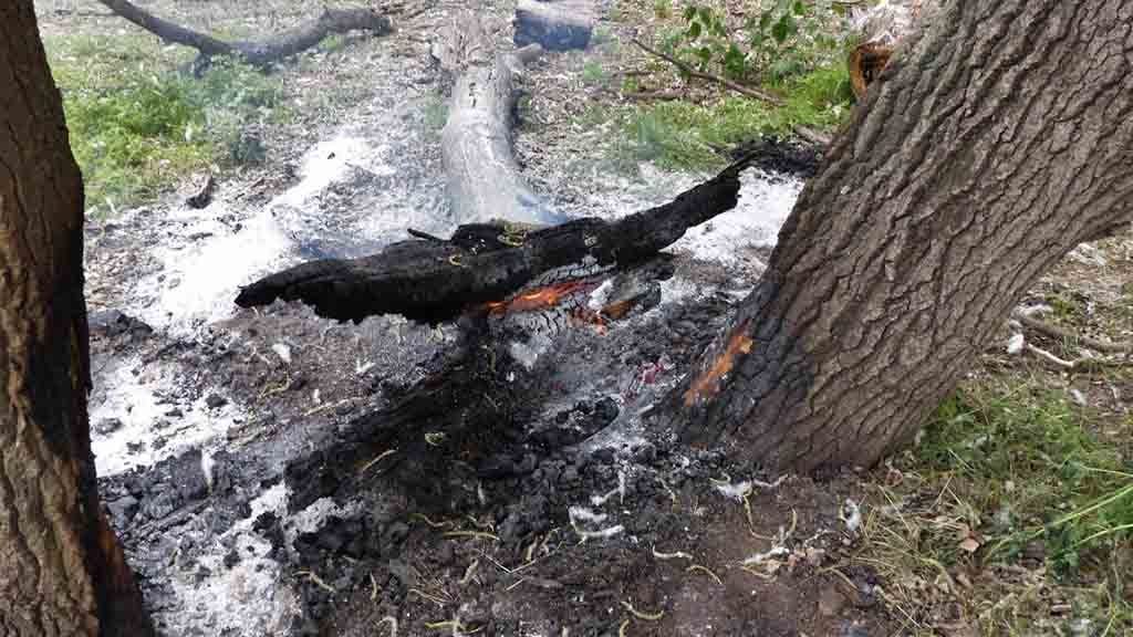 Restes de l'incendi que va cremar aquest imarts a l'illa dels bous / Animalista TE