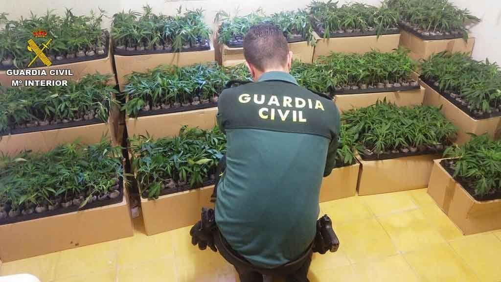 Els centenars d'esqueixos de marihuana interceptats a l'interior de la furgoneta / Guardia Civil