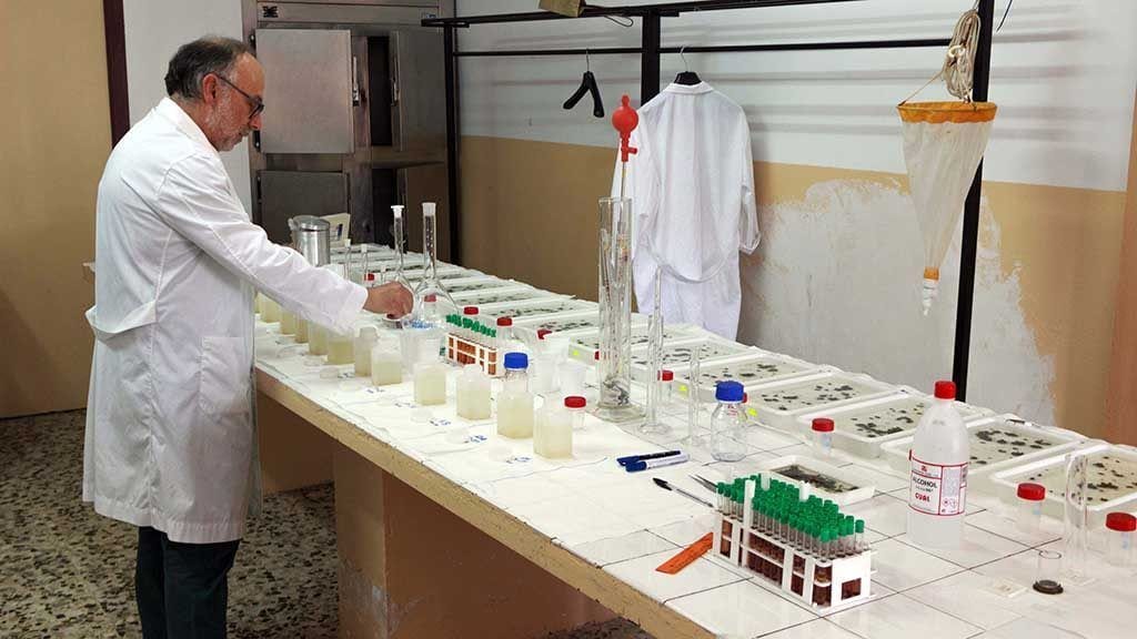 L'investigador Palau al laboratori estudiant les mostres extretes de Riba-Roja / Cedida