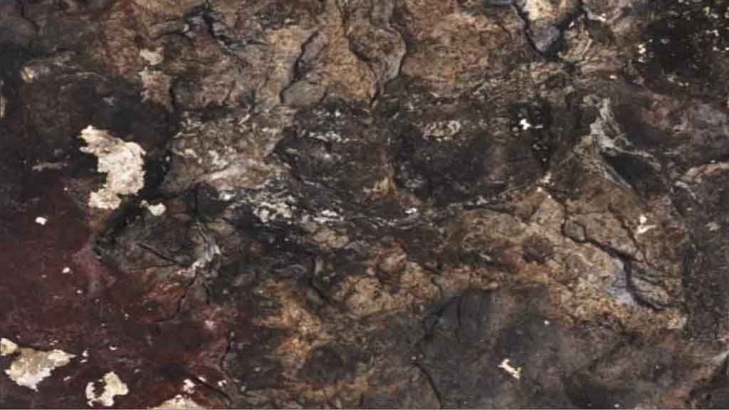 Imatge de la nova pintura de color blanc localitzada a l’abric V d’Ulldecona i de la qual no se’n tenia cap constància fins ara. / 4DVULL