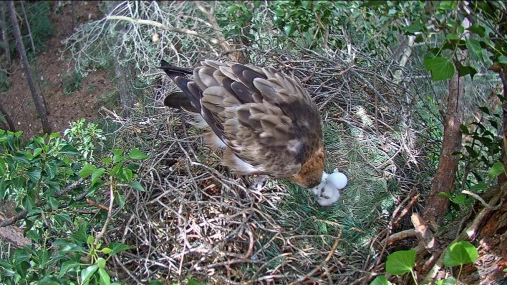 Neix el primer dels pollets d’àguila calçada al Massís del Port