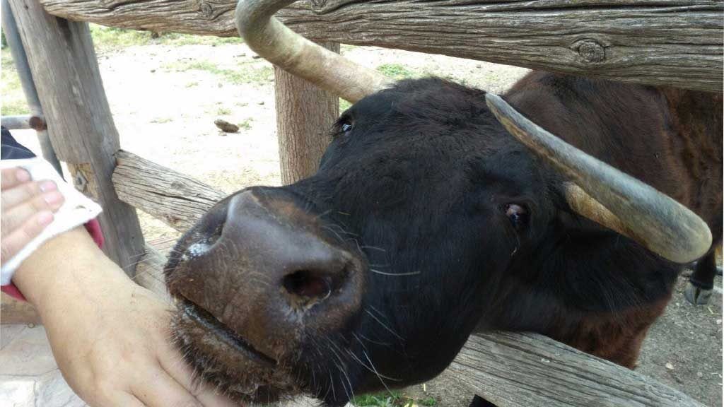 La vaca Margarita podria salvar-se gràcies a un nou protocol d’Agricultura Vaca Margarita / Hogar Provegan
