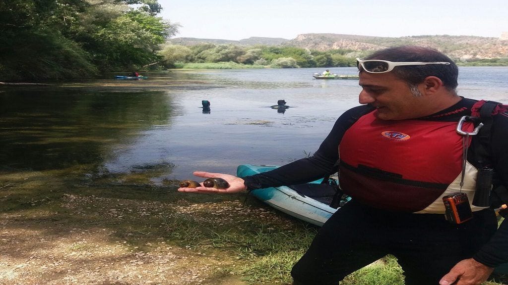 Pesca prohibida i més controls per eradicar el nou focus de caragol maçana