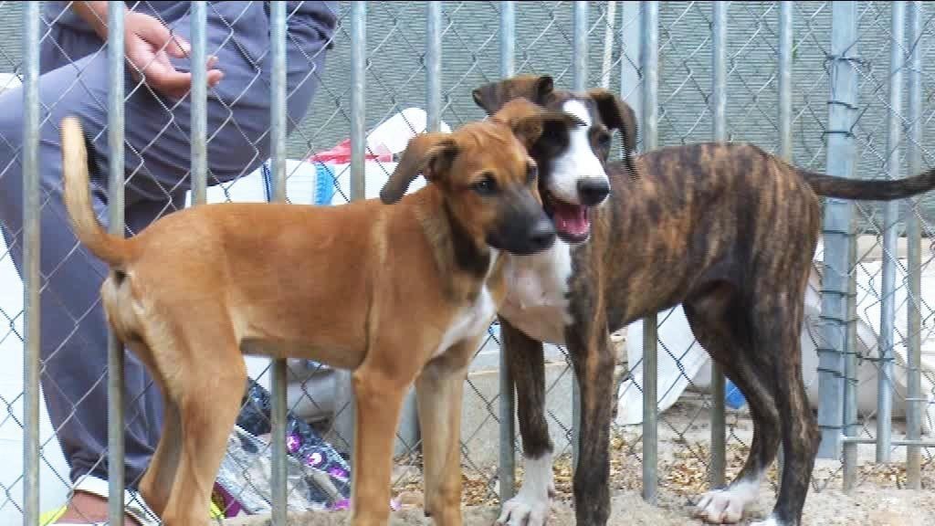 Esperant que alguna família els adopti per estimar-los per sempre