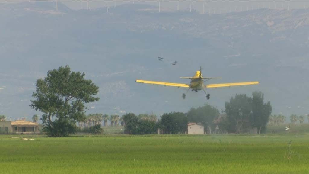 El COPATE fa el tercer i últim tractament contra les larves de mosquits als arrossars propers a zones habitades
