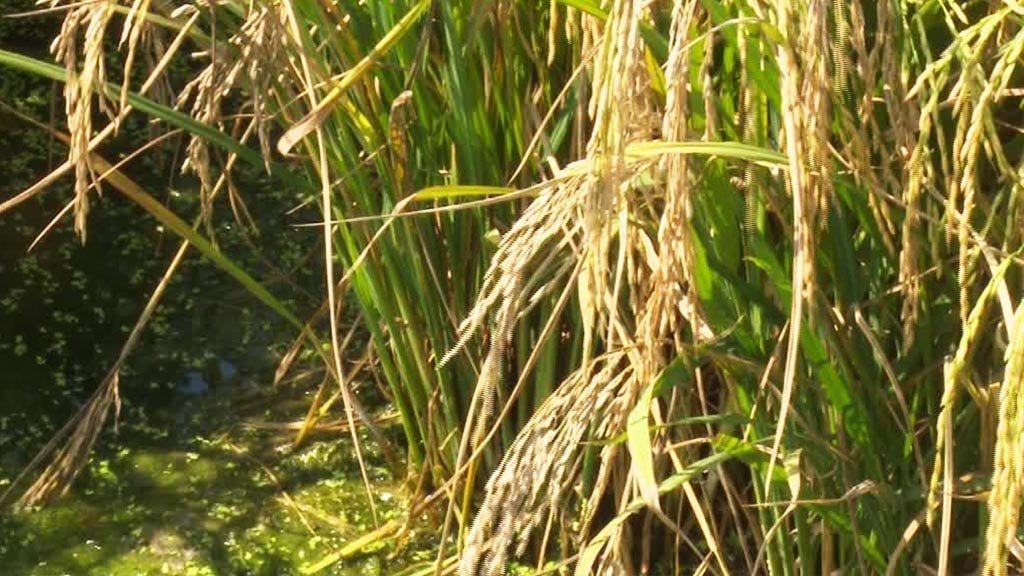 El sector arrossaire preocupats per les afectacions del fong pericularia