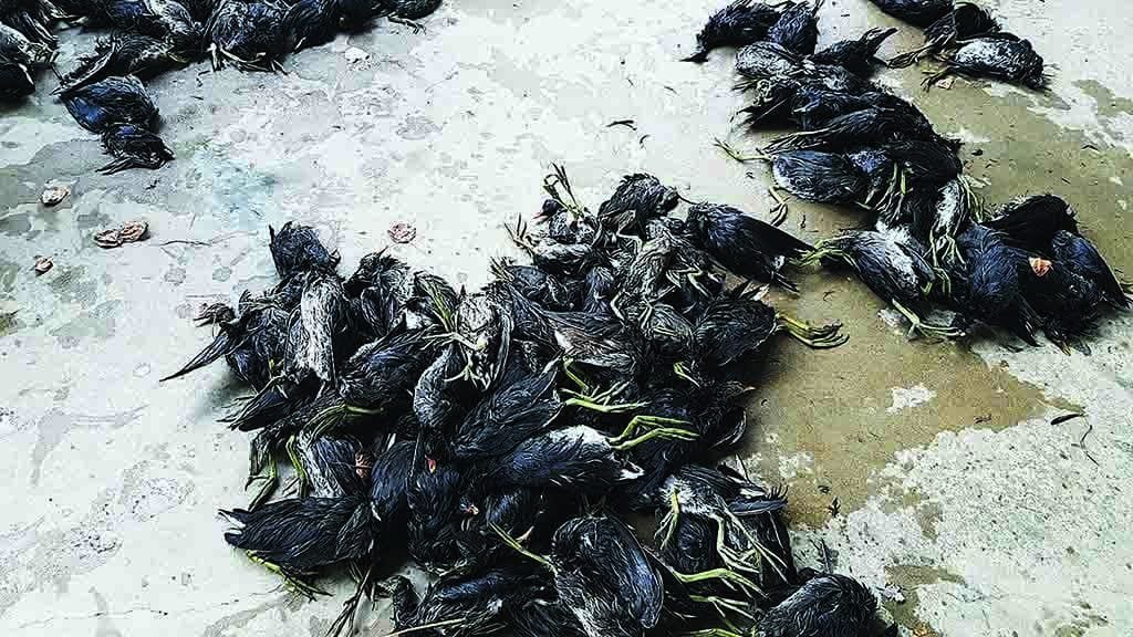 Aquest diumenge s’obre la temporada de caça al Delta amb el permís especial per capturar la polla d’aigua