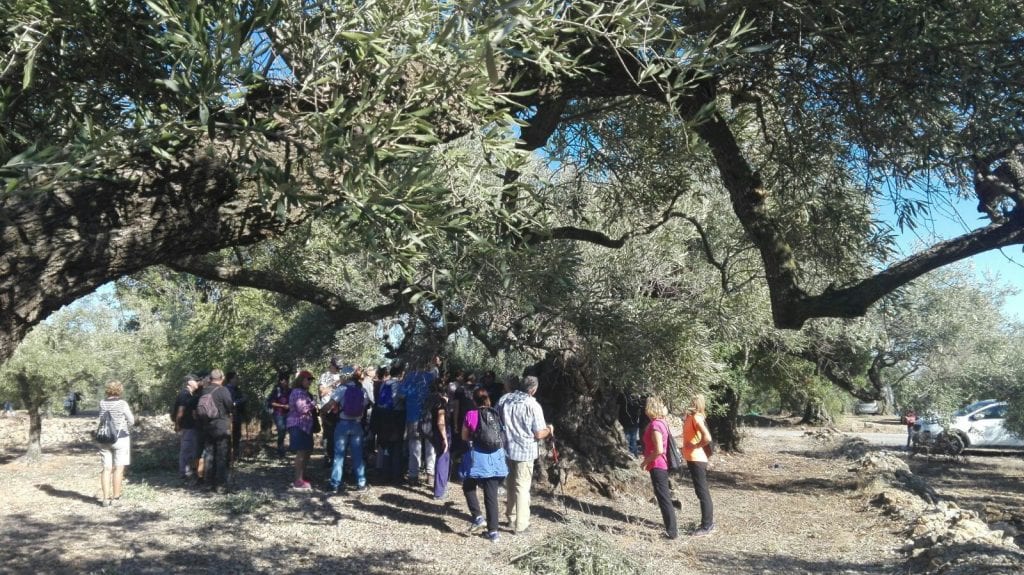 Olivera als peus de la Serra del Montsià