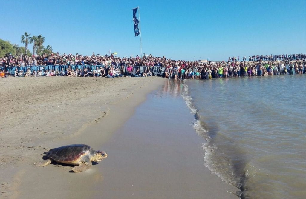 Moment de l'alliberament d'una de les tortugues a la platja de les Delícies de la Ràpita