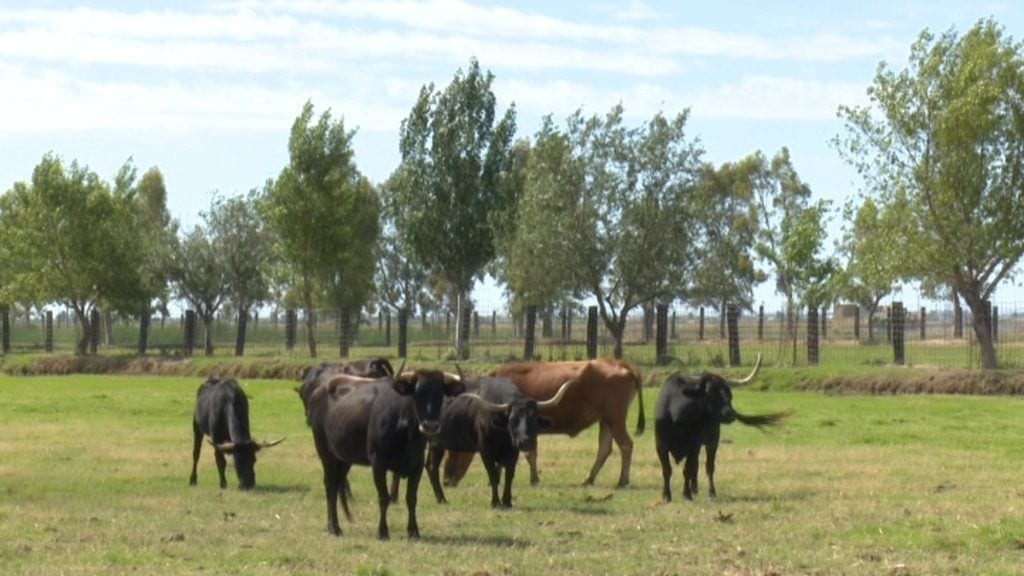 Braus a la Bassa de les Olles