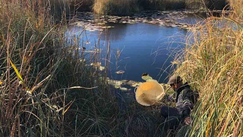Alliberen samarucs i llopets de riu als ullals de Baltasar