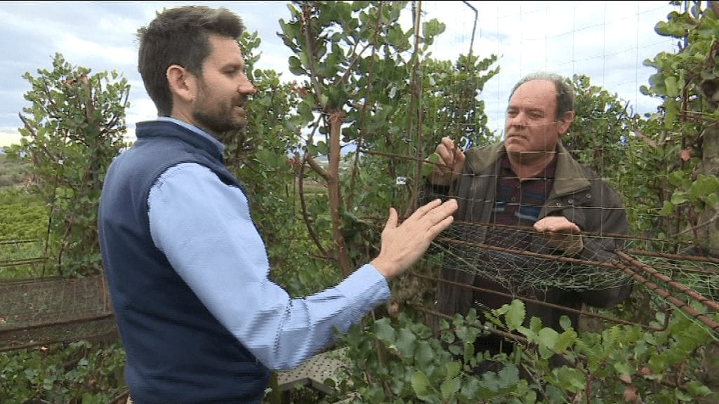 Un nou sistema selectiu podria permetre la legalització de la caça en barraca