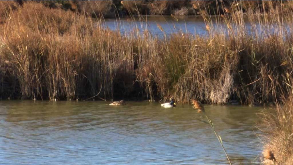 El Delta, entre les zones humides més degradades de l’Estat espanyol