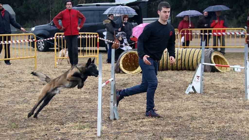 Agility Sant antoni jesus roquetes 2018.jpg