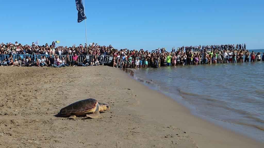 Alliberament d'una de les tortugues d'aquest diumenge a la Ràpita / Sílvia Jardí ACN