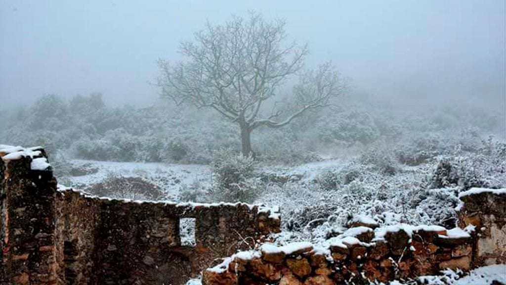 Mata-redona, a la serra del Montsià, ahir. (Cedida)
