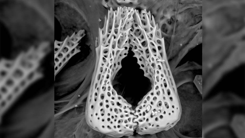 Descobreixen una nova espècie d’estrella de mar al Delta de l’Ebre