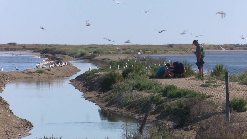 La colònia de gavina corsa del delta de l’Ebre es redueix dràsticament en deu anys