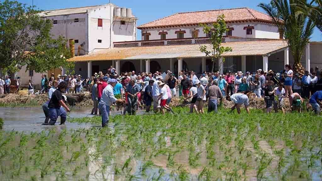 El concert dels Quicos i una trobada d’instagramers, novetats de les Festes de l’Arròs de Deltebre
