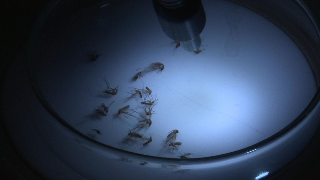 Amb l’arribada dels turistes al Delta s’intensifiquen els tractaments contra els mosquits