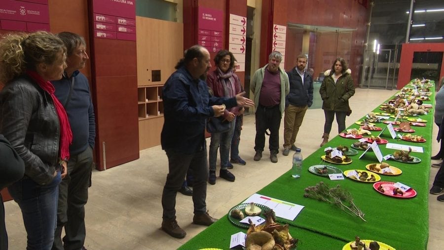 Les Jornades Micològiques donen a conèixer els bolets que es fan al territori