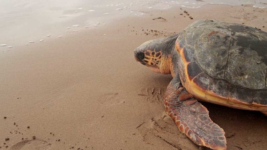 Nova soltada de tortugues a la Punta de la Banya