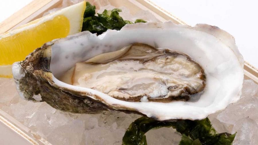 Els vins de la Terra Alta mariden la XXIX edició de les Jornades de l’ostra de l’Ampolla