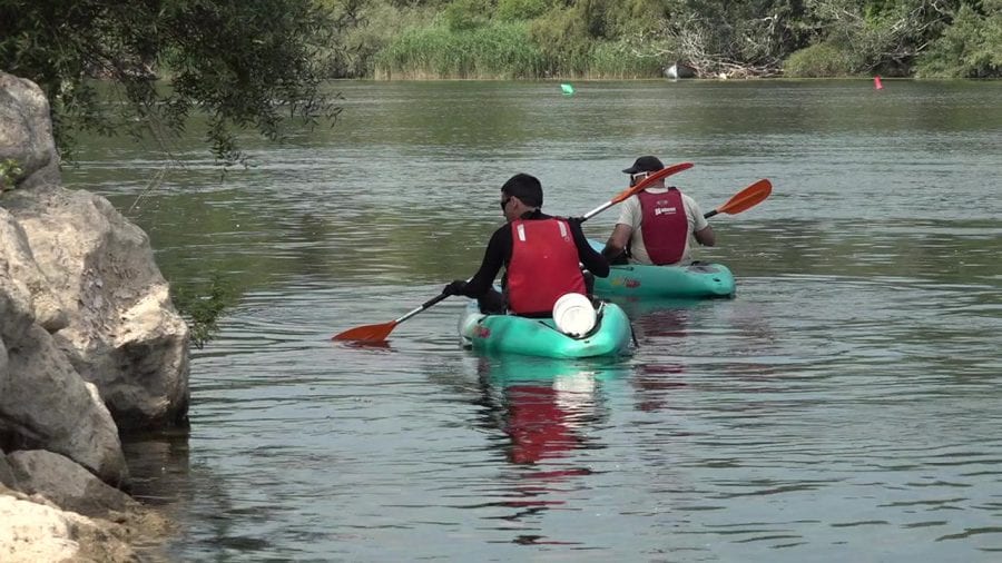 Les prospeccions a l’Ebre troben menys exemplars i postes de caragol maçana, però més cranc blau