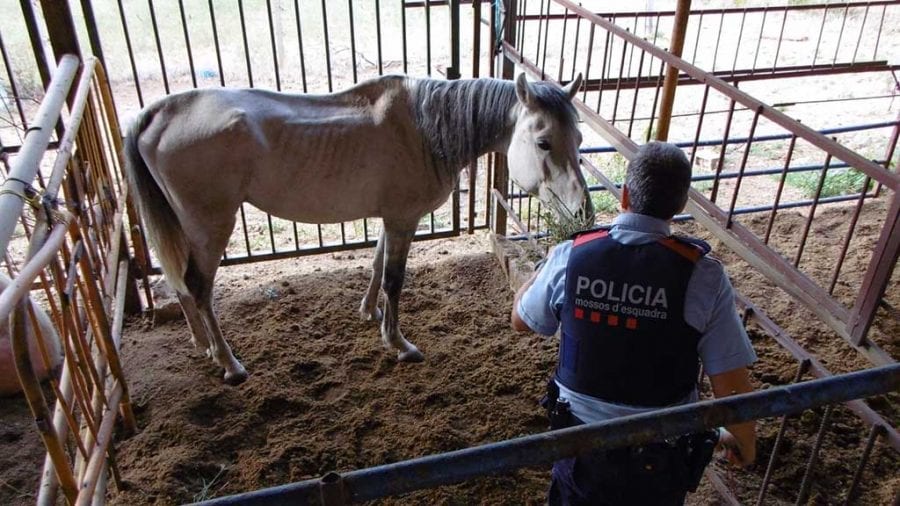 Els Mossos localitzen una finca en aminals en situació deplorable a Alfara de Carles