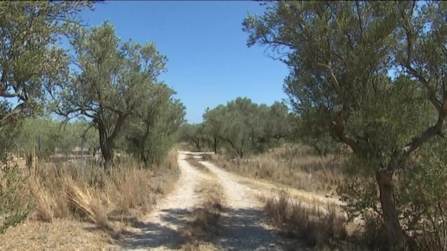 Descoberta una plantació de marihuana a la falda dels Ports