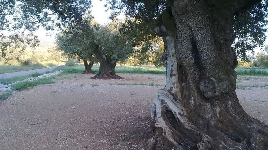 Unitat en el sector agrari per modificar la proposició de Llei de Protecció d’Oliveres Monumentals