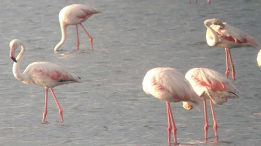 Una vintena d’especialistes visiten espais del Parc Natural del Delta amb motiu del Delta Birding Festival