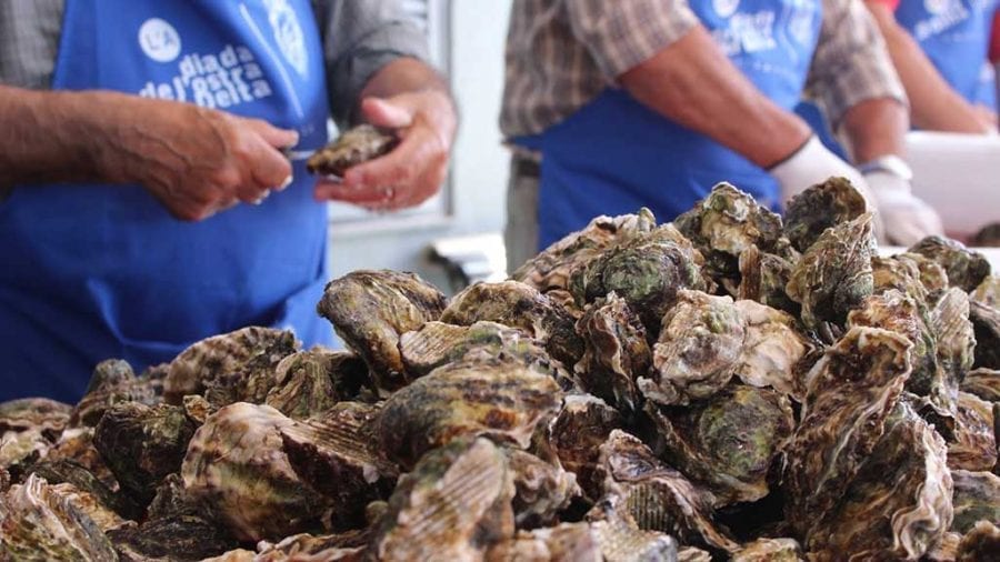 Marisc Mediterrani comercialitza un sistema pioner d’obrefàcil d’ostra
