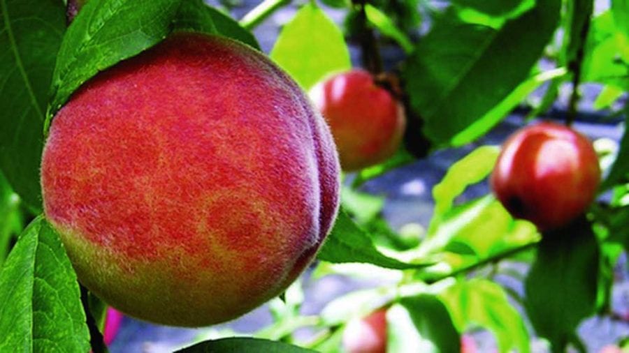 Els agricultors de Benissanet, obligats a reconvertir els camps d’arbres fruiters pel virus de la sharka