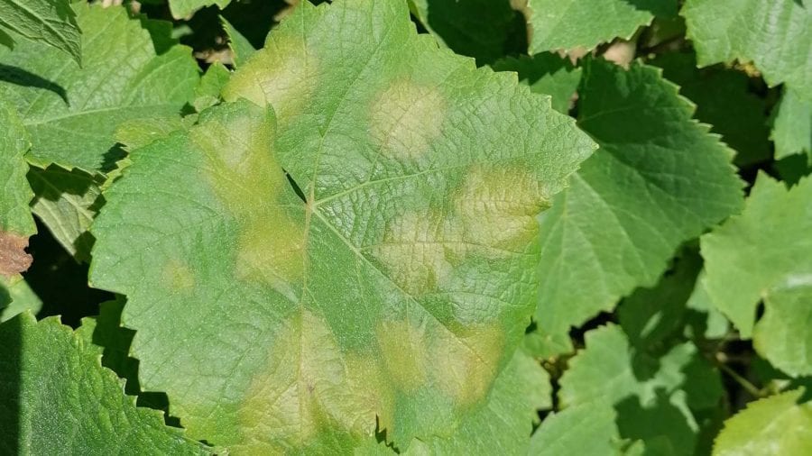 El Departament d’Agricultura continua fomentant la ràpida detecció del míldiu de la vinya