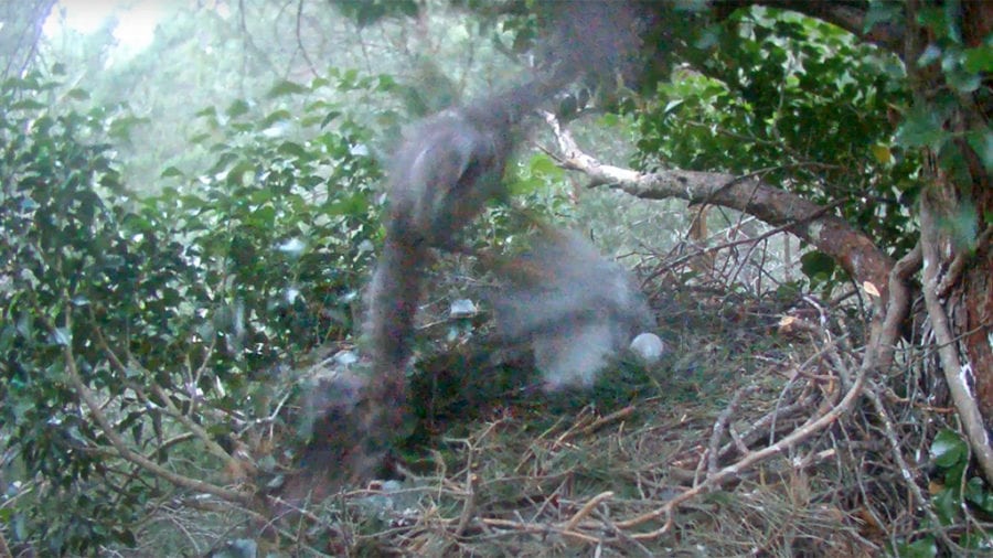 Un astor captura el poll d’àguila calçada del Port i el parc natural tanca l’emissió en directe